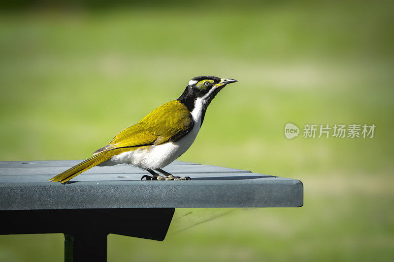 蓝面蜜雀(Entomyzon cyanotis)